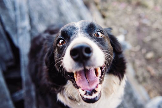 Happy Border Collie smiling into the camera at Trinity Row apartments. 